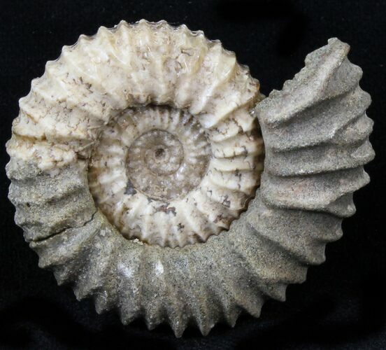 Pavlovia Ammonite Fossil - Siberia #29719